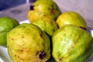 guayaba - cultivo de guayaba