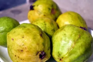 guayaba - cultivo de guayaba