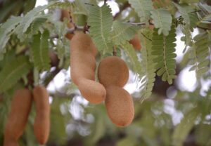 cultivo de guayaba - guayaba