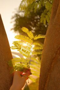 Tamarindo - Cultivo de tamarindo