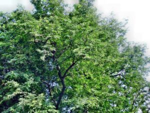 Tamarindo - Cultivo de tamarindo
