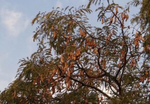Tamarindo - Cultivo de tamarindo