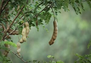 Tamarindo - Beneficios - Propiedades