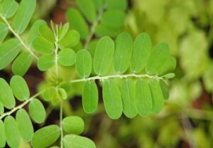 Tamarindo - Cultivo de tamarindo
