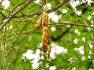 Tamarindo - Cultivo de tamarindo