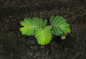 Tamarindo - Cultivo de tamarindo