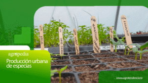 Producción urbana de especias │ Agro en 2 minutos
