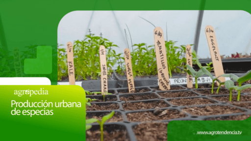 Producción urbana de especias │ Agro en 2 minutos