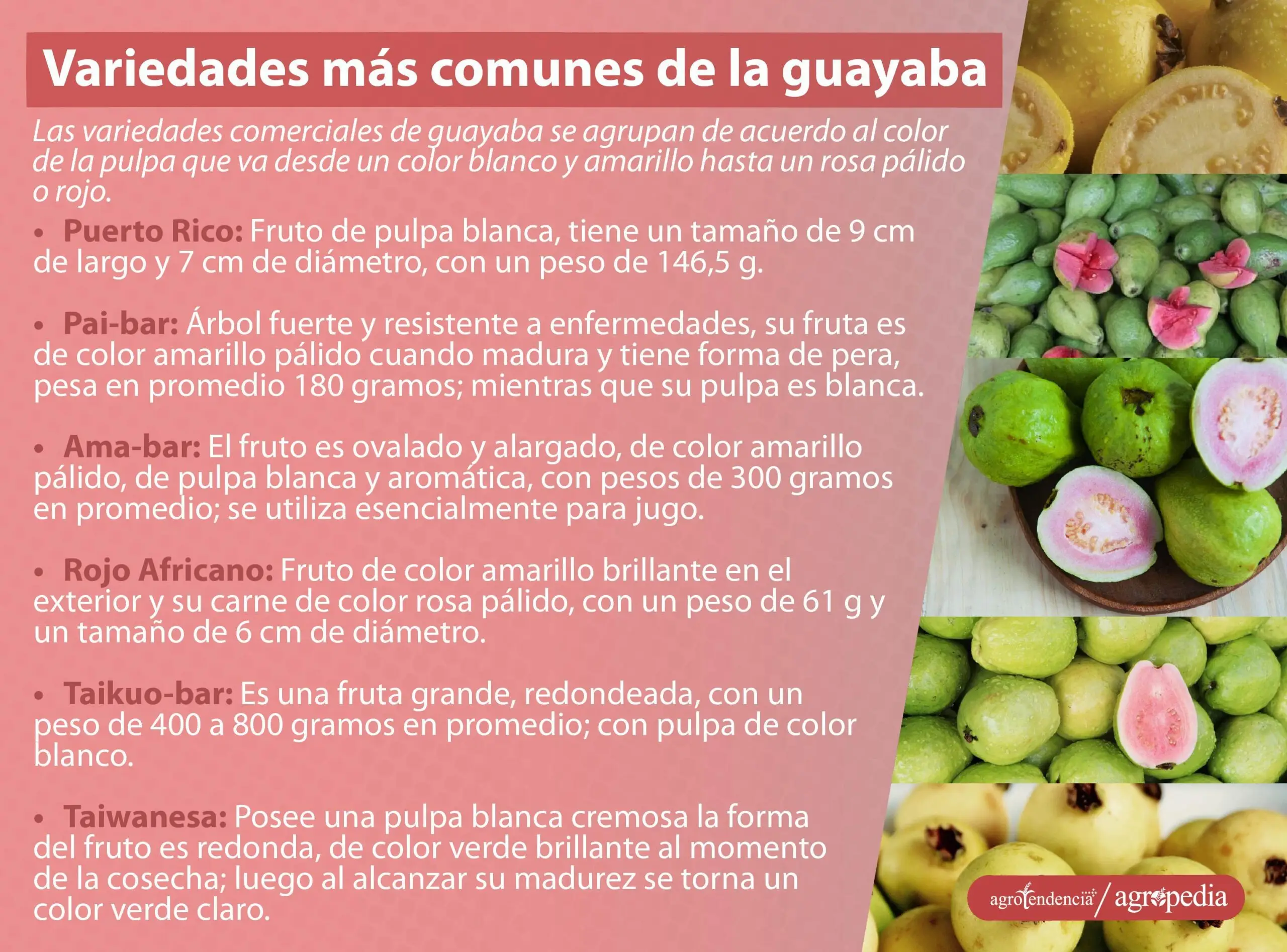 Tipos de guayaba. Agropedia
