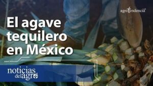 Cultivo de agave y su importancia en México