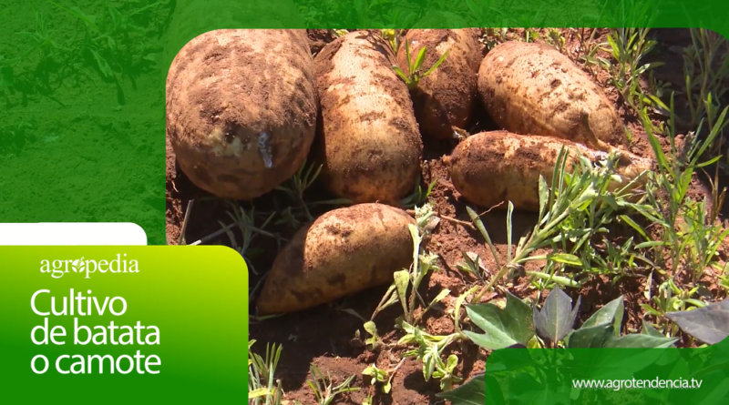 cultivo de batata - tipos - manejo