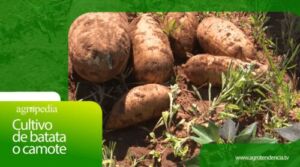 Cultivo de batata o camote │Agro en 2 Minutos