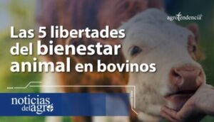Las 5 libertades del bienestar animal en bovinos