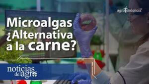 Microalgas: ¿Alternativa a la carne?