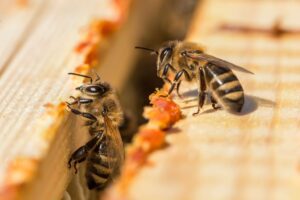 Propóleo, el tesoro de las abejas │Agro en 2 minutos