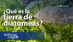 Beneficios de la tierra de diatomeas en el agro