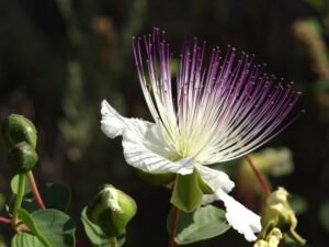 alcaparras - planta - beneficios