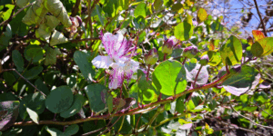 alcaparras - planta - beneficios