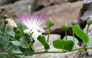 alcaparras - planta - beneficios