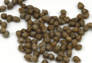 alcaparras - planta - beneficios