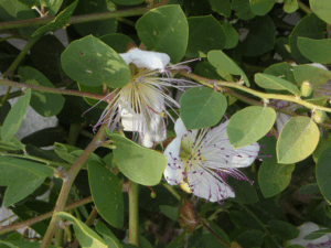 alcaparras - planta - beneficios