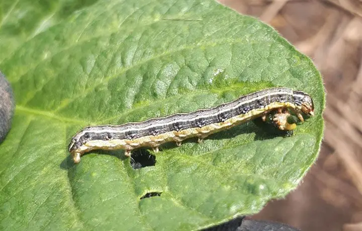 Oruga defoliadora del cultivo de man&iacute;