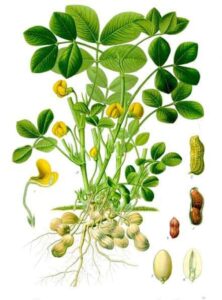 cultivo de maní - ciclo - cosecha
