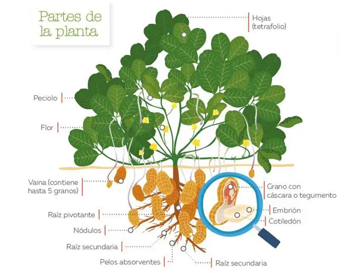 Frutos y semillas del cultivo de man&iacute;