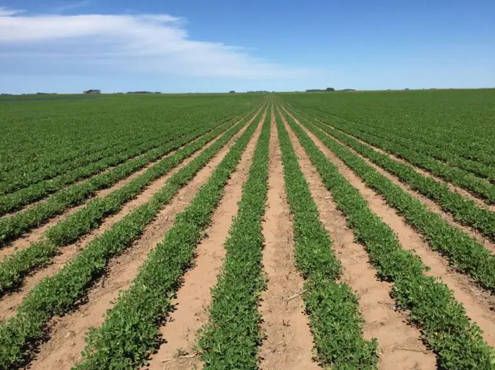 Distancia de siembra del cultivo de man&iacute;