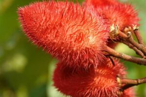 onoto - cultivo de onoto - beneficios - contraindicaciones