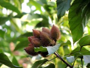 onoto - cultivo de onoto - beneficios - contraindicaciones