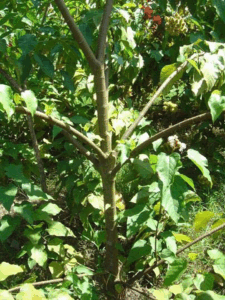 onoto - cultivo de onoto - beneficios - contraindicaciones