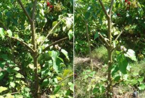 onoto - cultivo de onoto - beneficios - contraindicaciones