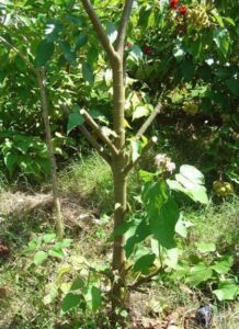 onoto - cultivo de onoto - beneficios - contraindicaciones