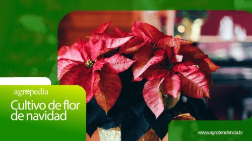 Flor de navidad - origen, significado - características