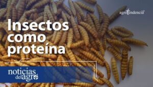 Harina de insectos: ¿Alternativa de alimentación animal?