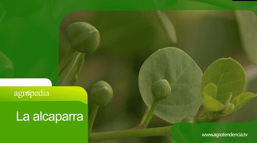 Cultivo de alcaparra – Agro en 2 minutos