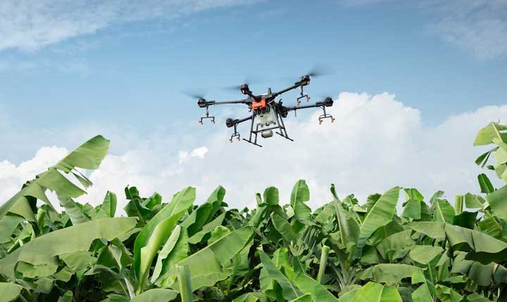 Un dron sobrevolando un cultivo de musaseas