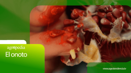 Cultivo de ONOTO – Agro en 2 minutos