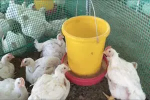 Pollos de engorde: alimentación y pruebas nutricionales