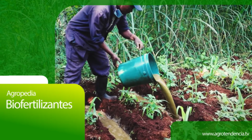 Biofertilizantes – Agro en 2 minutos