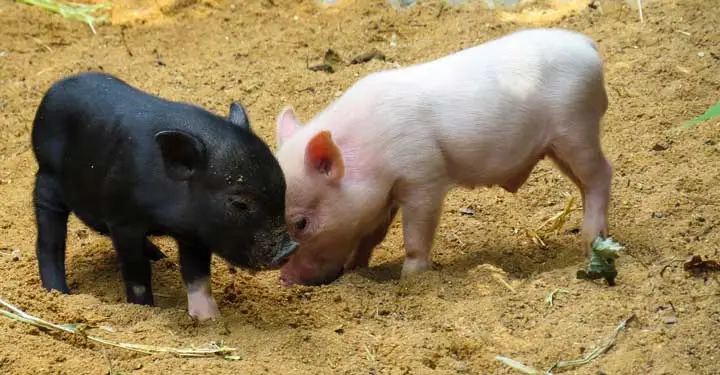 Dos cerditos en cama profunda