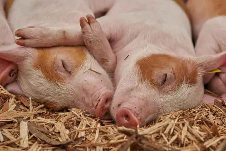Dos cerditos durmiendo en cama profunda