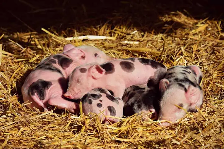 Una camada de cerditos durmiendo en cama profunda