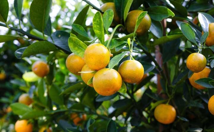 cultivo de naranja - ciclo - proceso