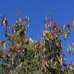 ovinos - leucaena leucocephala - alimentación