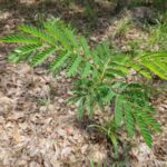 ovinos - leucaena leucocephala - alimentación