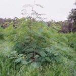 ovinos - leucaena leucocephala - alimentación