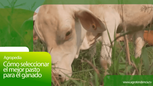 Mejor pasto para el ganado – Agro en 2 minutos