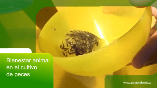 Bienestar animal en el cultivo de peces – Agro en 2 minutos